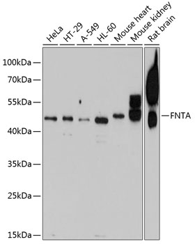 Western blot analysis of extracts of various cell lines, using FNTA antibody (TA376312) at 1:1000 dilution. - Secondary antibody: HRP Goat Anti-Rabbit IgG (H+L) at 1:10000 dilution. - Lysates/proteins: 25ug per lane. - Blocking buffer: 3% nonfat dry milk in TBST. - Detection: ECL Basic Kit . - Exposure time: 15s.