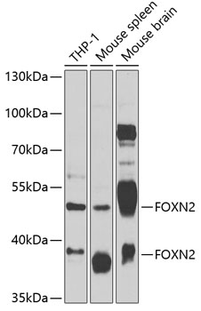 Western blot analysis of extracts of various cell lines, using FOXN2 antibody (TA376332) at 1:1000 dilution. - Secondary antibody: HRP Goat Anti-Rabbit IgG (H+L) at 1:10000 dilution. - Lysates/proteins: 25ug per lane. - Blocking buffer: 3% nonfat dry milk in TBST. - Detection: ECL Basic Kit . - Exposure time: 90s.