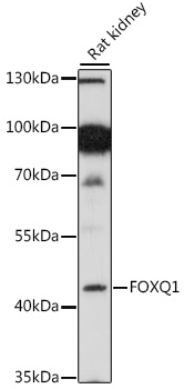 Western blot analysis of extracts of rat kidney, using FOXQ1 antibody (TA376348) at 1:1000 dilution. - Secondary antibody: HRP Goat Anti-Rabbit IgG (H+L) at 1:10000 dilution. - Lysates/proteins: 25ug per lane. - Blocking buffer: 3% nonfat dry milk in TBST. - Detection: ECL Basic Kit . - Exposure time: 3min.