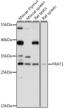 Western blot analysis of extracts of various cell lines, using FRAT1 antibody (TA376352) at 1:1000 dilution. - Secondary antibody: HRP Goat Anti-Rabbit IgG (H+L) at 1:10000 dilution. - Lysates/proteins: 25ug per lane. - Blocking buffer: 3% nonfat dry milk in TBST. - Detection: ECL Basic Kit . - Exposure time: 5s.