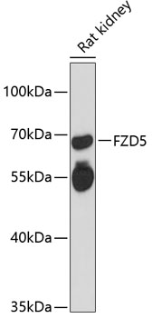 Western blot analysis of extracts of rat kidney, using FZD5 antibody (TA376410) at 1:3000 dilution. - Secondary antibody: HRP Goat Anti-Rabbit IgG (H+L) at 1:10000 dilution. - Lysates/proteins: 25ug per lane. - Blocking buffer: 3% nonfat dry milk in TBST. - Detection: ECL Enhanced Kit . - Exposure time: 90s.