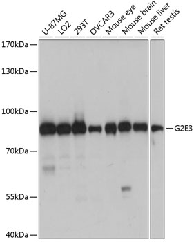 Western blot analysis of extracts of various cell lines, using G2E3 antibody (TA376418) at 1:1000 dilution. - Secondary antibody: HRP Goat Anti-Rabbit IgG (H+L) at 1:10000 dilution. - Lysates/proteins: 25ug per lane. - Blocking buffer: 3% nonfat dry milk in TBST. - Detection: ECL Basic Kit . - Exposure time: 1s.