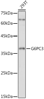 Western blot analysis of extracts of 293T cells, using G6PC3 antibody (TA376422) at 1:1000 dilution. - Secondary antibody: HRP Goat Anti-Rabbit IgG (H+L) at 1:10000 dilution. - Lysates/proteins: 25ug per lane. - Blocking buffer: 3% nonfat dry milk in TBST. - Detection: ECL Basic Kit . - Exposure time: 3s.