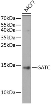 HEK293T cells were transfected with the pCMV6-ENTRY control (Left lane) or pCMV6-ENTRY SHMT2 (RC204239, Right lane) cDNA for 48 hrs and lysed. Equivalent amounts of cell lysates (5 ug per lane) were separated by SDS-PAGE and immunoblotted with anti-SHMT2 (1:2000). Positive lysates LY401661 (100 ug) and LC401661 (20 ug) can be purchased separately from OriGene.