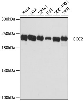 Western blot analysis of extracts of various cell lines, using GCC2 antibody (TA376513) at 1:3000 dilution. - Secondary antibody: HRP Goat Anti-Rabbit IgG (H+L) at 1:10000 dilution. - Lysates/proteins: 25ug per lane. - Blocking buffer: 3% nonfat dry milk in TBST. - Detection: ECL Basic Kit . - Exposure time: 90s.