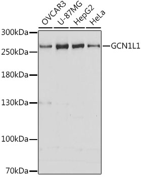 Western blot analysis of extracts of various cell lines, using GCN1L1 antibody (TA376523) at 1:3000 dilution. - Secondary antibody: HRP Goat Anti-Rabbit IgG (H+L) at 1:10000 dilution. - Lysates/proteins: 25ug per lane. - Blocking buffer: 3% nonfat dry milk in TBST. - Detection: ECL Basic Kit . - Exposure time: 30s.