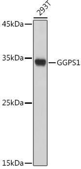 Western blot analysis of extracts of 293T cells, using GGPS1 antibody (TA376558) at 1:1000 dilution. - Secondary antibody: HRP Goat Anti-Rabbit IgG (H+L) at 1:10000 dilution. - Lysates/proteins: 25ug per lane. - Blocking buffer: 3% nonfat dry milk in TBST. - Detection: ECL Basic Kit . - Exposure time: 3s.