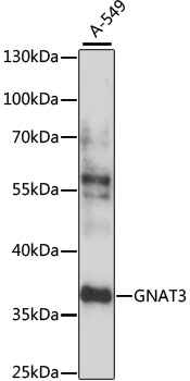 Western blot analysis of extracts of A-549 cells, using GNAT3 antibody (TA376644) at 1:1000 dilution. - Secondary antibody: HRP Goat Anti-Rabbit IgG (H+L) at 1:10000 dilution. - Lysates/proteins: 25ug per lane. - Blocking buffer: 3% nonfat dry milk in TBST. - Detection: ECL Basic Kit . - Exposure time: 1s.