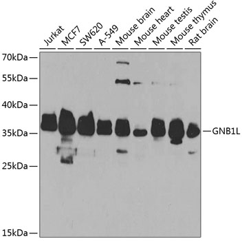 Western blot analysis of extracts of various cell lines, using GNB1L antibody (TA376648) at 1:1000 dilution. - Secondary antibody: HRP Goat Anti-Rabbit IgG (H+L) at 1:10000 dilution. - Lysates/proteins: 25ug per lane. - Blocking buffer: 3% nonfat dry milk in TBST. - Detection: ECL Basic Kit . - Exposure time: 90s.