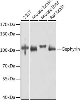 Western blot analysis of extracts of various cell lines, using Gephyrin antibody (TA376708) at 1:1000 dilution. - Secondary antibody: HRP Goat Anti-Rabbit IgG (H+L) at 1:10000 dilution. - Lysates/proteins: 25ug per lane. - Blocking buffer: 3% nonfat dry milk in TBST. - Detection: ECL Basic Kit . - Exposure time: 30s.