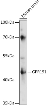Western blot analysis of extracts of various cell lines, using GPR151 antibody (TA376727) at 1:1000 dilution. - Secondary antibody: HRP Goat Anti-Rabbit IgG (H+L) at 1:10000 dilution. - Lysates/proteins: 25ug per lane. - Blocking buffer: 3% nonfat dry milk in TBST. - Detection: ECL Enhanced Kit . - Exposure time: 300s.