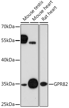 Western blot analysis of extracts of various cell lines, using GPR82 Rabbit pAb (TA376746) at 1:1000 dilution. - Secondary antibody: HRP Goat Anti-Rabbit IgG (H+L) at 1:10000 dilution. - Lysates/proteins: 25ug per lane. - Blocking buffer: 3% nonfat dry milk in TBST. - Detection: ECL Enhanced Kit . - Exposure time: 90s.