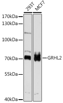 Western blot analysis of extracts of various cell lines, using GRHL2 antibody (TA376770) at 1:1000 dilution. - Secondary antibody: HRP Goat Anti-Rabbit IgG (H+L) at 1:10000 dilution. - Lysates/proteins: 25ug per lane. - Blocking buffer: 3% nonfat dry milk in TBST. - Detection: ECL Basic Kit . - Exposure time: 30s.