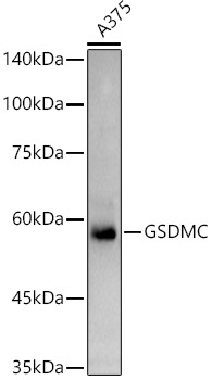 Western blot analysis of extracts of A375 cells, using GSDMC antibody (TA376810) at 1:1000 dilution. - Secondary antibody: HRP Goat Anti-Rabbit IgG (H+L) at 1:10000 dilution. - Lysates/proteins: 25ug per lane. - Blocking buffer: 3% nonfat dry milk in TBST. - Detection: ECL Basic Kit . - Exposure time: 90s.