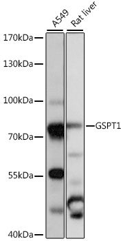 Western blot analysis of extracts of various cell lines, using GSPT1 antibody (TA376826) at 1:1000 dilution. - Secondary antibody: HRP Goat Anti-Rabbit IgG (H+L) at 1:10000 dilution. - Lysates/proteins: 25ug per lane. - Blocking buffer: 3% nonfat dry milk in TBST. - Detection: ECL Basic Kit . - Exposure time: 1s.