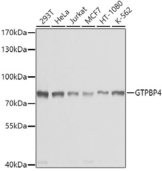 Western blot analysis of extracts of various cell lines, using GTPBP4 antibody (TA376868) at 1:1000 dilution. - Secondary antibody: HRP Goat Anti-Rabbit IgG (H+L) at 1:10000 dilution. - Lysates/proteins: 25ug per lane. - Blocking buffer: 3% nonfat dry milk in TBST. - Detection: ECL Basic Kit . - Exposure time: 1s.