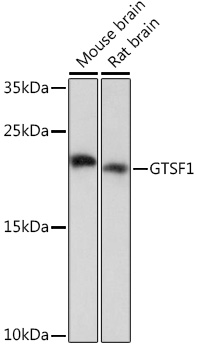 Western blot analysis of extracts of various cell lines, using GTSF1 Rabbit pAb (TA376873) at 1:1000 dilution. - Secondary antibody: HRP Goat Anti-Rabbit IgG (H+L) at 1:10000 dilution. - Lysates/proteins: 25ug per lane. - Blocking buffer: 3% nonfat dry milk in TBST. - Detection: ECL Basic Kit . - Exposure time: 60s.