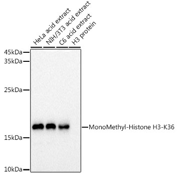 HEK293T cells were transfected with the pCMV6-ENTRY control (Cat# PS100001, Left lane) or pCMV6-ENTRY DUSP4 (Cat# RC215252, Right lane) cDNA for 48 hrs and lysed. Equivalent amounts of cell lysates (5 ug per lane) were separated by SDS-PAGE and immunoblotted with anti-DUSP4 (Cat# TA809444)(1:2000). Positive lysates [LY403296] (100 ug) and [LC403296] (20 ug) can be purchased separately from OriGene.
