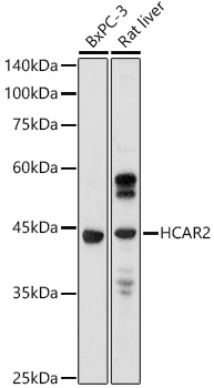 Western blot analysis of extracts of various cell lines, using HCAR2 antibody (TA376949) at 1:1000 dilution. - Secondary antibody: HRP Goat Anti-Rabbit IgG (H+L) at 1:10000 dilution. - Lysates/proteins: 25ug per lane. - Blocking buffer: 3% nonfat dry milk in TBST. - Detection: ECL Enhanced Kit . - Exposure time: 180s.