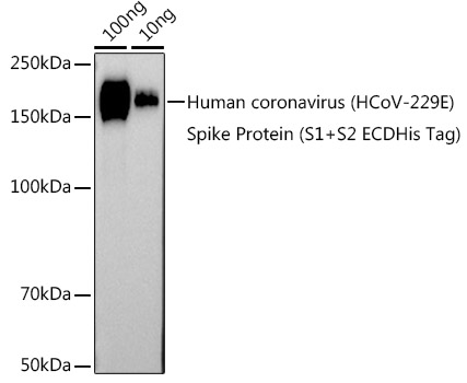 Western blot analysis of extracts of Human coronavirus (HCoV-229E) Spike Protein (S1+S2 ECDHis Tag), using HCoV-229E Spike S2 antibody (TA376959) at 1:1000 dilution. - Secondary antibody: HRP Goat Anti-Rabbit IgG (H+L) at 1:10000 dilution. - Lysates/proteins: 25ug per lane. - Blocking buffer: 3% nonfat dry milk in TBST. - Detection: ECL Basic Kit . - Exposure time: 30s.