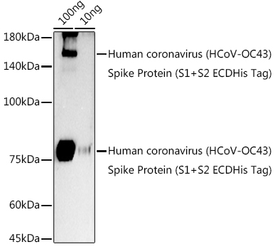 Western blot analysis of extracts of Human coronavirus (HCoV-OC43) Spike Protein (S1+S2 ECDHis Tag), using HCoV-OC43 Spike S2 antibody (TA376966) at 1:1000 dilution. - Secondary antibody: HRP Goat Anti-Rabbit IgG (H+L) at 1:10000 dilution. - Lysates/proteins: 25ug per lane. - Blocking buffer: 3% nonfat dry milk in TBST. - Detection: ECL Enhanced Kit . - Exposure time: 180s.