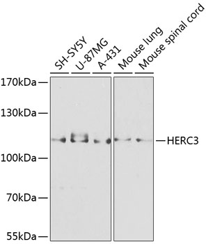 Western blot analysis of extracts of various cell lines, using HERC3 antibody (TA376995) at 1:1000 dilution. - Secondary antibody: HRP Goat Anti-Rabbit IgG (H+L) at 1:10000 dilution. - Lysates/proteins: 25ug per lane. - Blocking buffer: 3% nonfat dry milk in TBST. - Detection: ECL Basic Kit . - Exposure time: 30s.