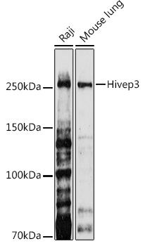 Western blot analysis of extracts of various cell lines, using Hivep3 antibody (TA377092) at 1:1000 dilution. - Secondary antibody: HRP Goat Anti-Rabbit IgG (H+L) at 1:10000 dilution. - Lysates/proteins: 25ug per lane. - Blocking buffer: 3% nonfat dry milk in TBST. - Detection: ECL Enhanced Kit . - Exposure time: 180s.