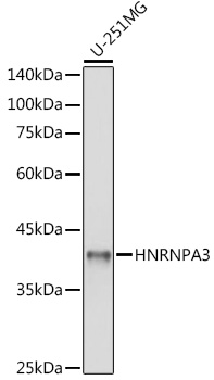 Western blot analysis of extracts of U-251MG cells, using HNRNPA3 antibody (TA377160) at 1:1000 dilution. - Secondary antibody: HRP Goat Anti-Rabbit IgG (H+L) at 1:10000 dilution. - Lysates/proteins: 25ug per lane. - Blocking buffer: 3% nonfat dry milk in TBST. - Detection: ECL Basic Kit . - Exposure time: 1s.