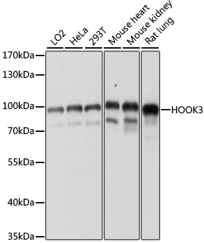 Western blot analysis of extracts of various cell lines, using HOOK3 antibody (TA377176) at 1:1000 dilution. - Secondary antibody: HRP Goat Anti-Rabbit IgG (H+L) at 1:10000 dilution. - Lysates/proteins: 25ug per lane. - Blocking buffer: 3% nonfat dry milk in TBST. - Detection: ECL Basic Kit . - Exposure time: 60s.