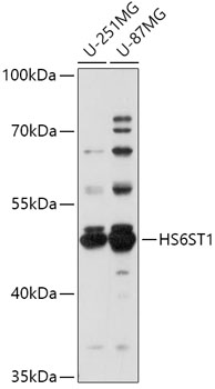 Western blot analysis of extracts of various cell lines, using HS6ST1 antibody (TA377227) at 1:1000 dilution. - Secondary antibody: HRP Goat Anti-Rabbit IgG (H+L) at 1:10000 dilution. - Lysates/proteins: 25ug per lane. - Blocking buffer: 3% nonfat dry milk in TBST. - Detection: ECL Basic Kit . - Exposure time: 180s.