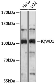 Western blot analysis of extracts of various cell lines, using IQWD1 antibody (TA377555) at 1:1000 dilution. - Secondary antibody: HRP Goat Anti-Rabbit IgG (H+L) at 1:10000 dilution. - Lysates/proteins: 25ug per lane. - Blocking buffer: 3% nonfat dry milk in TBST. - Detection: ECL Basic Kit . - Exposure time: 30s.