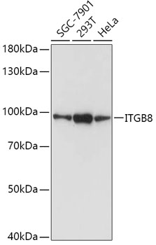 Western blot analysis of extracts of various cell lines, using ITGB8 antibody (TA377617) at 1:1000 dilution. - Secondary antibody: HRP Goat Anti-Rabbit IgG (H+L) at 1:10000 dilution. - Lysates/proteins: 25ug per lane. - Blocking buffer: 3% nonfat dry milk in TBST. - Detection: ECL Basic Kit . - Exposure time: 5s.