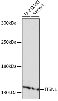 Western blot analysis of extracts of various cell lines, using ITSN1 pAb ( TA377633) at 1:1000 dilution. - Secondary antibody: HRP Goat Anti-Rabbit IgG (H+L) at 1:10000 dilution. - Lysates/proteins: 25ug per lane. - Blocking buffer: 3% nonfat dry milk in TBST. - Detection: ECL Basic Kit . - Exposure time: 3min.