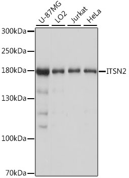 Western blot analysis of extracts of various cell lines, using ITSN2 antibody (TA377634) at 1:1000 dilution. - Secondary antibody: HRP Goat Anti-Rabbit IgG (H+L) at 1:10000 dilution. - Lysates/proteins: 25ug per lane. - Blocking buffer: 3% nonfat dry milk in TBST. - Detection: ECL Basic Kit . - Exposure time: 1s.