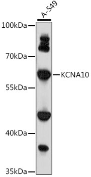 Western blot analysis of extracts of A-549 cells, using KCNA10 antibody (TA377692) at 1:1000 dilution. - Secondary antibody: HRP Goat Anti-Rabbit IgG (H+L) at 1:10000 dilution. - Lysates/proteins: 25ug per lane. - Blocking buffer: 3% nonfat dry milk in TBST. - Detection: ECL Basic Kit . - Exposure time: 60s.