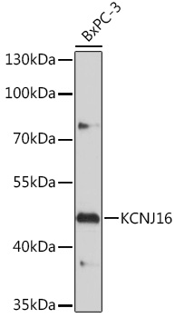 Western blot analysis of extracts of BxPC-3 cells, using KCNJ16 antibody (TA377719) at 1:1000 dilution. - Secondary antibody: HRP Goat Anti-Rabbit IgG (H+L) at 1:10000 dilution. - Lysates/proteins: 25ug per lane. - Blocking buffer: 3% nonfat dry milk in TBST. - Detection: ECL Basic Kit . - Exposure time: 30s.