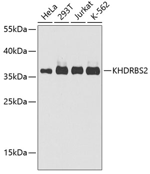 Western blot analysis of extracts of various cell lines, using KHDRBS2 antibody (TA377776) at 1:1000 dilution. - Secondary antibody: HRP Goat Anti-Rabbit IgG (H+L) at 1:10000 dilution. - Lysates/proteins: 25ug per lane. - Blocking buffer: 3% nonfat dry milk in TBST. - Detection: ECL Enhanced Kit . - Exposure time: 30s.