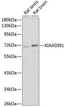 Western blot analysis of extracts of various cell lines, using KIAA0391 antibody (TA377783) at 1:1000 dilution. - Secondary antibody: HRP Goat Anti-Rabbit IgG (H+L) at 1:10000 dilution. - Lysates/proteins: 25ug per lane. - Blocking buffer: 3% nonfat dry milk in TBST. - Detection: ECL Enhanced Kit . - Exposure time: 30s.