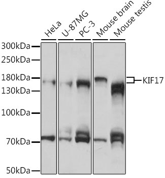 Western blot analysis of extracts of various cell lines, using KIF17 antibody (TA377793) at 1:1000 dilution. - Secondary antibody: HRP Goat Anti-Rabbit IgG (H+L) at 1:10000 dilution. - Lysates/proteins: 25ug per lane. - Blocking buffer: 3% nonfat dry milk in TBST. - Detection: ECL Basic Kit . - Exposure time: 30s.