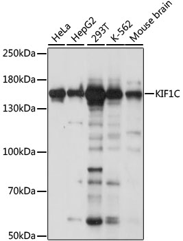 Western blot analysis of extracts of various cell lines, using KIF1°C antibody (TA377797) at 1:1000 dilution. - Secondary antibody: HRP Goat Anti-Rabbit IgG (H+L) at 1:10000 dilution. - Lysates/proteins: 25ug per lane. - Blocking buffer: 3% nonfat dry milk in TBST. - Detection: ECL Basic Kit . - Exposure time: 5s.