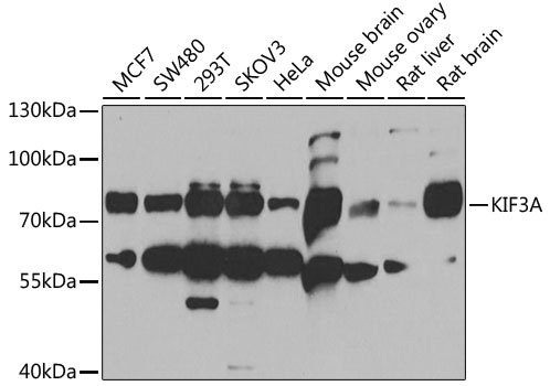 Western blot analysis of extracts of various cell lines, using KIF3A antibody (TA377804) at 1:1000 dilution. - Secondary antibody: HRP Goat Anti-Rabbit IgG (H+L) at 1:10000 dilution. - Lysates/proteins: 25ug per lane. - Blocking buffer: 3% nonfat dry milk in TBST. - Detection: ECL Basic Kit . - Exposure time: 90s.
