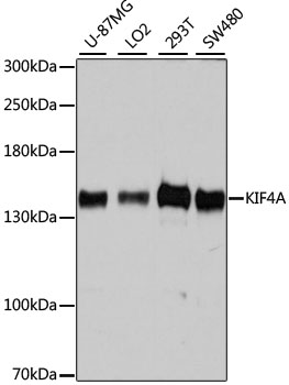 Western blot analysis of extracts of various cell lines, using KIF4A antibody (TA377806) at 1:7000 dilution. - Secondary antibody: HRP Goat Anti-Rabbit IgG (H+L) at 1:10000 dilution. - Lysates/proteins: 25ug per lane. - Blocking buffer: 3% nonfat dry milk in TBST. - Detection: ECL Basic Kit . - Exposure time: 10s.