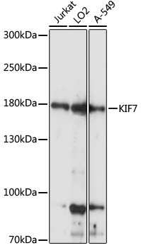 Western blot analysis of extracts of various cell lines, using KIF7 antibody (TA377810) at 1:1000 dilution. - Secondary antibody: HRP Goat Anti-Rabbit IgG (H+L) at 1:10000 dilution. - Lysates/proteins: 25ug per lane. - Blocking buffer: 3% nonfat dry milk in TBST. - Detection: ECL Basic Kit . - Exposure time: 5s.