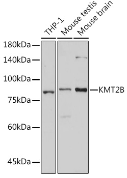 Western blot analysis of extracts of various cell lines, using KMT2B antibody (TA377877) at 1:1000 dilution. - Secondary antibody: HRP Goat Anti-Rabbit IgG (H+L) at 1:10000 dilution. - Lysates/proteins: 25ug per lane. - Blocking buffer: 3% nonfat dry milk in TBST. - Detection: ECL Basic Kit . - Exposure time: 30s.