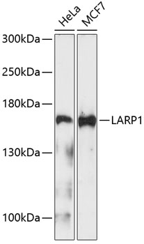 Western blot analysis of extracts of various cell lines, using LARP1 Antibody (TA377954) at 1:1000 dilution. - Secondary antibody: HRP Goat Anti-Rabbit IgG (H+L) at 1:10000 dilution. - Lysates/proteins: 25ug per lane. - Blocking buffer: 3% nonfat dry milk in TBST. - Detection: ECL Enhanced Kit . - Exposure time: 90s.