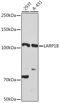 Western blot analysis of extracts of various cell lines, using LARP1B Rabbit pAb (TA377955) at 1:3000 dilution. - Secondary antibody: HRP Goat Anti-Rabbit IgG (H+L) at 1:10000 dilution. - Lysates/proteins: 25ug per lane. - Blocking buffer: 3% nonfat dry milk in TBST. - Detection: ECL Basic Kit . - Exposure time: 180s.