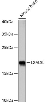 Western blot analysis of extracts of mouse brain, using LGALSL antibody (TA378012) at 1:1000 dilution. - Secondary antibody: HRP Goat Anti-Rabbit IgG (H+L) at 1:10000 dilution. - Lysates/proteins: 25ug per lane. - Blocking buffer: 3% nonfat dry milk in TBST. - Detection: ECL Basic Kit . - Exposure time: 10s.