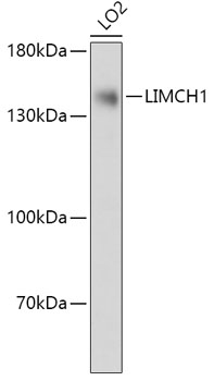 Western blot analysis of extracts of LO2 cells, using LIMCH1 antibody (TA378046) at 1:1000 dilution. - Secondary antibody: HRP Goat Anti-Rabbit IgG (H+L) at 1:10000 dilution. - Lysates/proteins: 25ug per lane. - Blocking buffer: 3% nonfat dry milk in TBST. - Detection: ECL Basic Kit . - Exposure time: 10s.