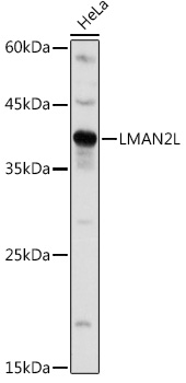 Western blot analysis of extracts of HeLa cells, using LMAN2L antibody (TA378080) at 1:1000 dilution. - Secondary antibody: HRP Goat Anti-Rabbit IgG (H+L) at 1:10000 dilution. - Lysates/proteins: 25ug per lane. - Blocking buffer: 3% nonfat dry milk in TBST. - Detection: ECL Basic Kit . - Exposure time: 3s.