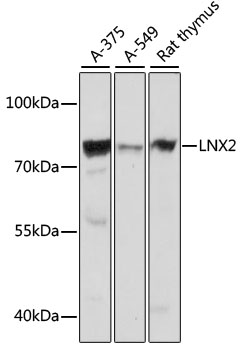 Western blot analysis of extracts of various cell lines, using LNX2 antibody (TA378094) at 1:1000 dilution. - Secondary antibody: HRP Goat Anti-Rabbit IgG (H+L) at 1:10000 dilution. - Lysates/proteins: 25ug per lane. - Blocking buffer: 3% nonfat dry milk in TBST. - Detection: ECL Basic Kit . - Exposure time: 1s.